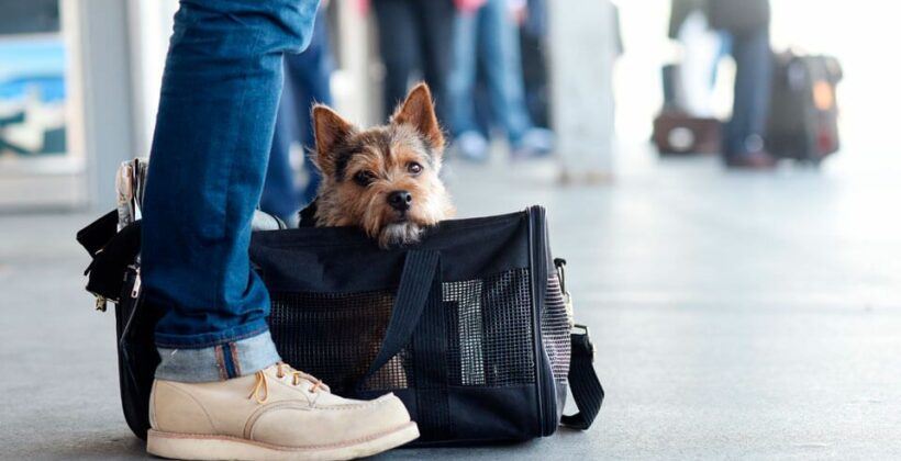 Такси для перевозки домашних животных в Крыму из аэропорта Симферополя.